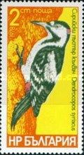 Syrian Woodpecker (Dendrocopos syriacus)