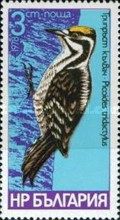 Eurasian Three-toed Woodpecker (Picoides tridactylus)