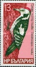 Middle Spotted Woodpecker (Dendrocopos medius)