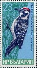 Lesser Spotted Woodpecker (Dendrocopos minor)