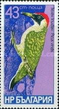 European Green Woodpecker (Picus viridis)