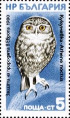 Little Owl (Athene noctua)