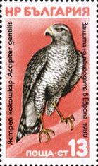 Northern Goshawk (Accipiter gentilis)