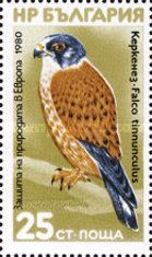 Common Kestrel (Falco tinnunculus)