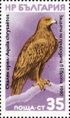 Golden Eagle (Aquila chrysaetos)