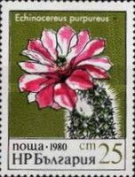 Echinocereus purpureus