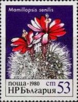Mamillopsis senilis