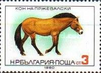 Przewalski's Horse (Equus ferus przewalskii)