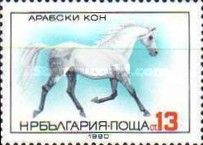Arabian Horse (Equus ferus caballus)