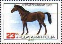 English-Arabian Horse (Equus ferus caballus)
