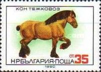 Percheron (Equus ferus caballus)