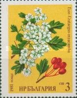 Hawthorn (Crataegus oxyacantha)