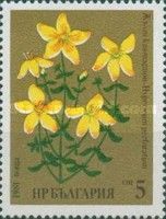 St. John's Wort (Hypericum perforatum)