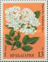Black Elderberry (Sambucus nigra)