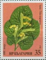Silver Linden (Tilia argentea)