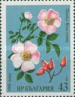 Dog Rose (Rosa canina)