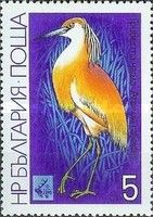 Squacco Heron (Ardeola ralloides)