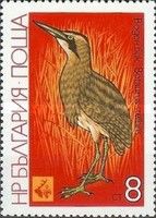 Great Bittern (Botaurus stellaris)