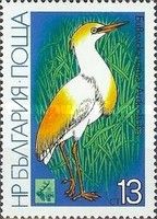 Cattle Egret (Bubulcus ibis)