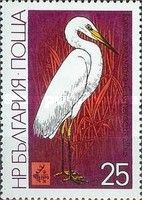 Great Egret (Casmerodius albus)