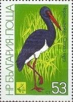 Black Stork (Ciconia nigra)