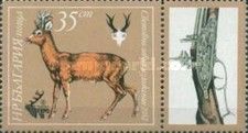 Western Roe Deer (Capreolus capreolus)