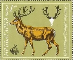 Red Deer (Cervus elaphus)