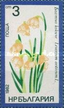 Summer Snowflake (Leucojum aestivum)