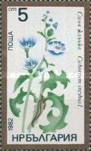 Common Chicory (Cichorium intybus)