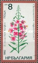 Fireweed or Rosebay Willowherb (Chamaenerium angustifolium)