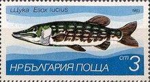 Northern Pike (Esox lucius)