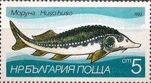 European Sturgeon (Huso huso)