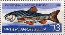 European Chub (Leuciscus cephalus)