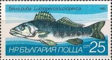 Zander (Lucioperca lucioperca)