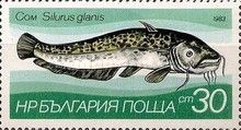 Wels Catfish (Silurus glanis)
