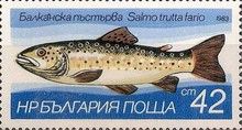 Brown Trout (Salmo trutta morpha fario)