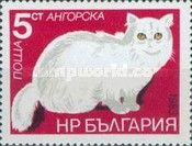 Turkish Angora (Felis silvestris catus)
