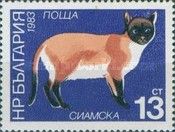 Siamese Cat (Felis silvestris catus)