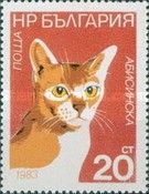 Abyssinian (Felis silvestris catus)