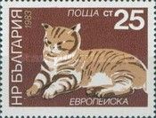 Domestic Cat (Felis silvestris catus)