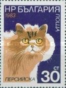 Persian (Felis silvestris catus)