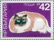 Colorpoint Persian (Felis silvestris catus)