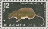 Common Shrew (Sorex araneus)