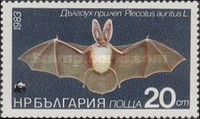 Brown Long-eared Bat (Plecotus auritus)