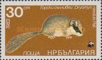 Eurasian Forest Dormouse (Dryomys nitedula)