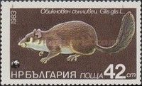 Edible Dormouse (Glis glis)