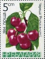Sweet Cherry (Prunus avium)