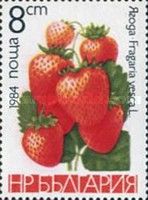 Wild Strawberry (Fragaria vesca)