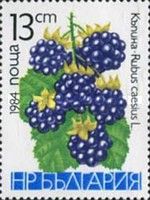 Blackberry (Rubus caesius)