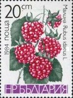 Raspberry (Rubus idaeus)